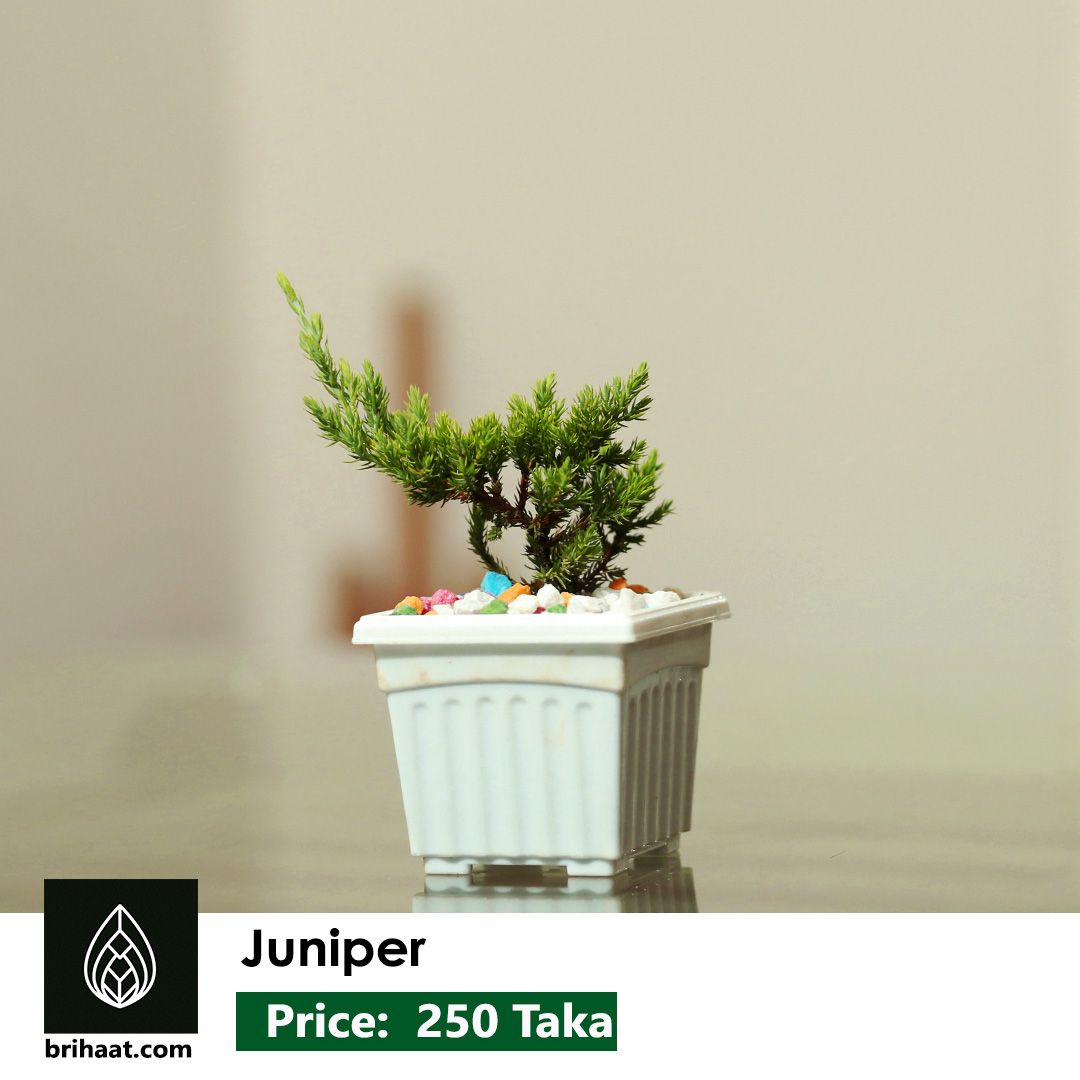 Juniper s