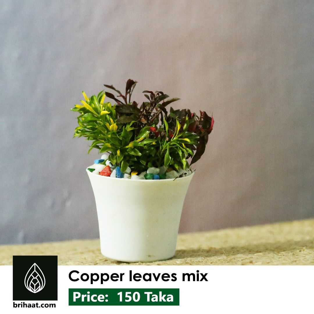 copper leaves mix