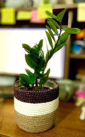 zz plants with jute cover