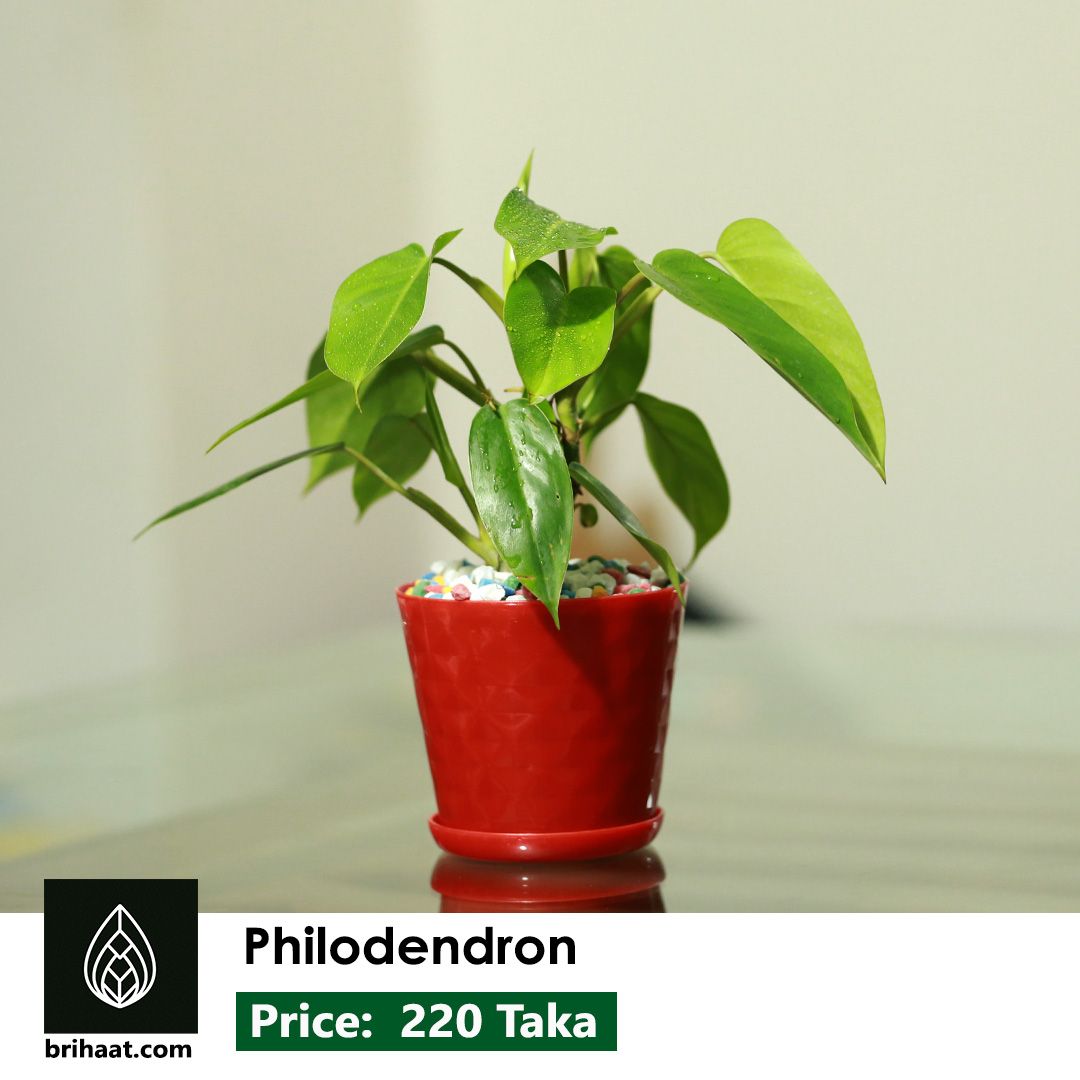 Philodendron