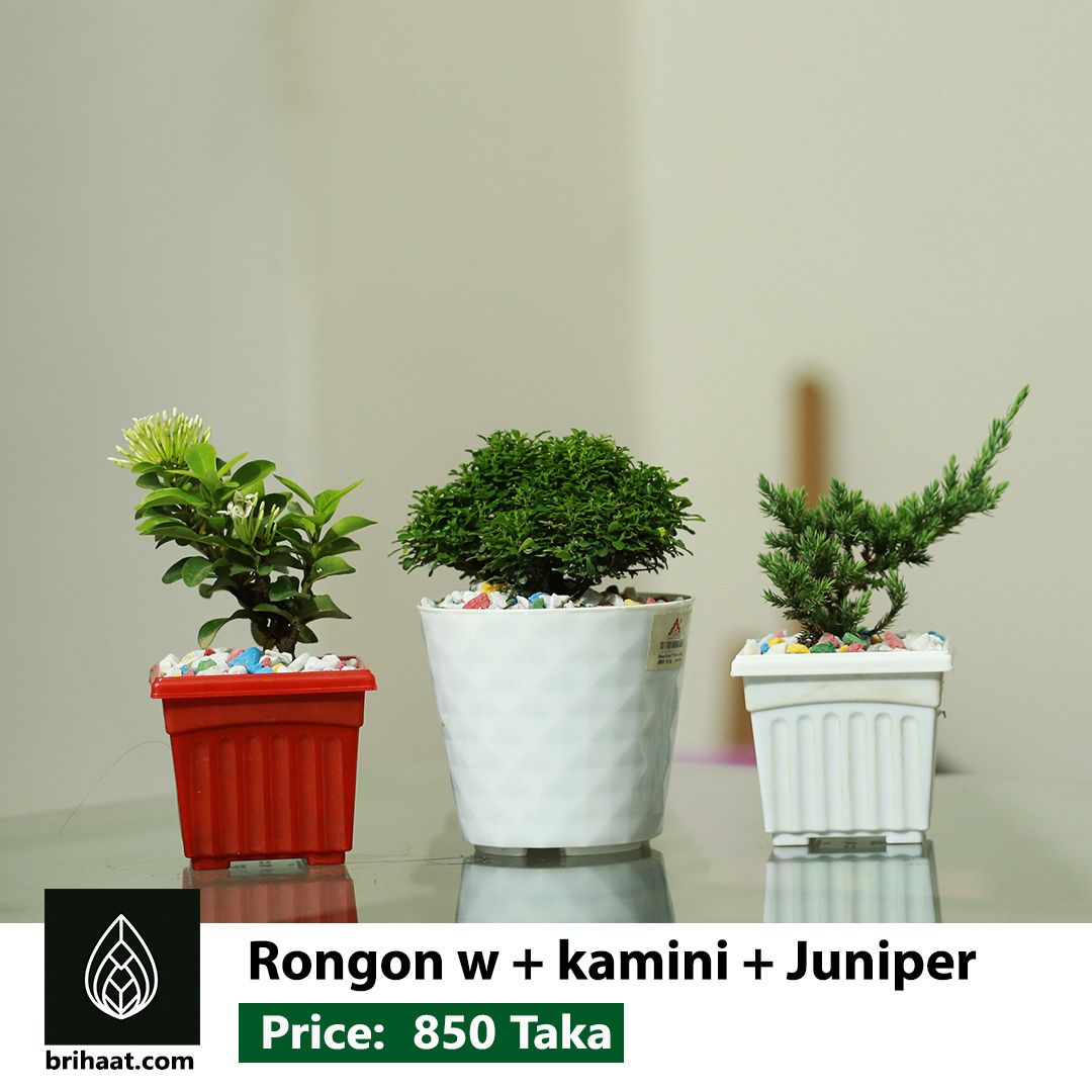 Bonsai Package-1