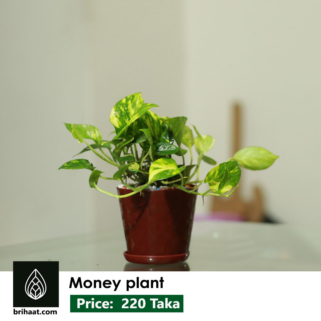 Money plant
