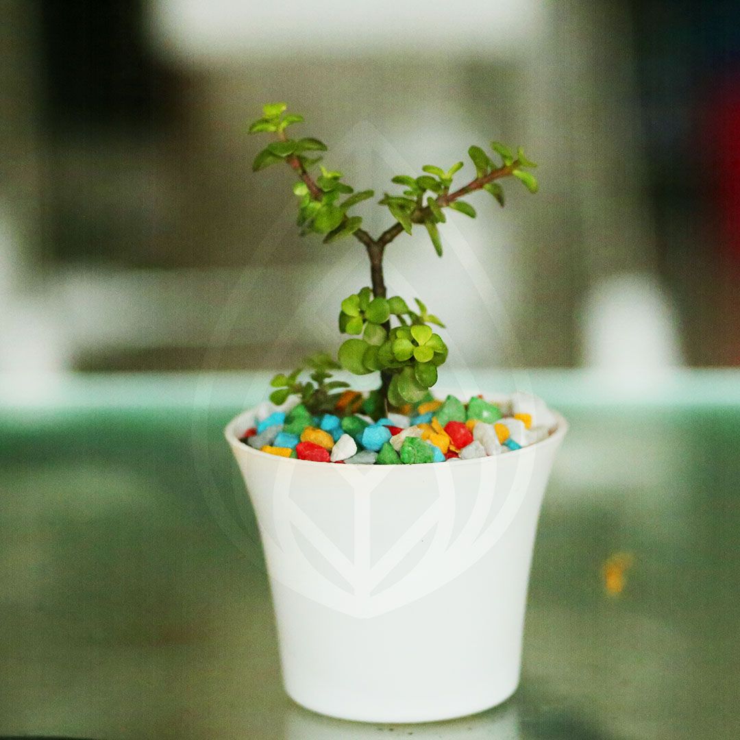 Z with Italia pot