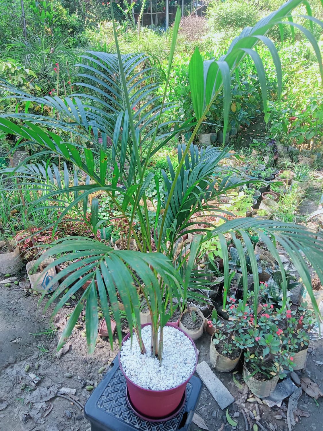 Areca Palm