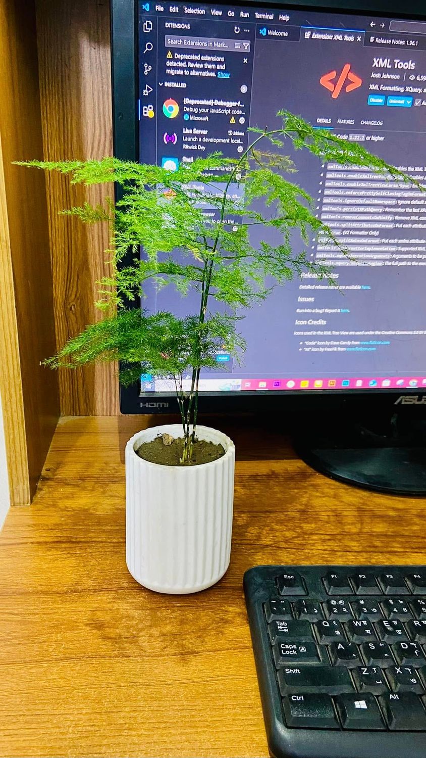 Asperagas Fern Long with Ciramic Planter