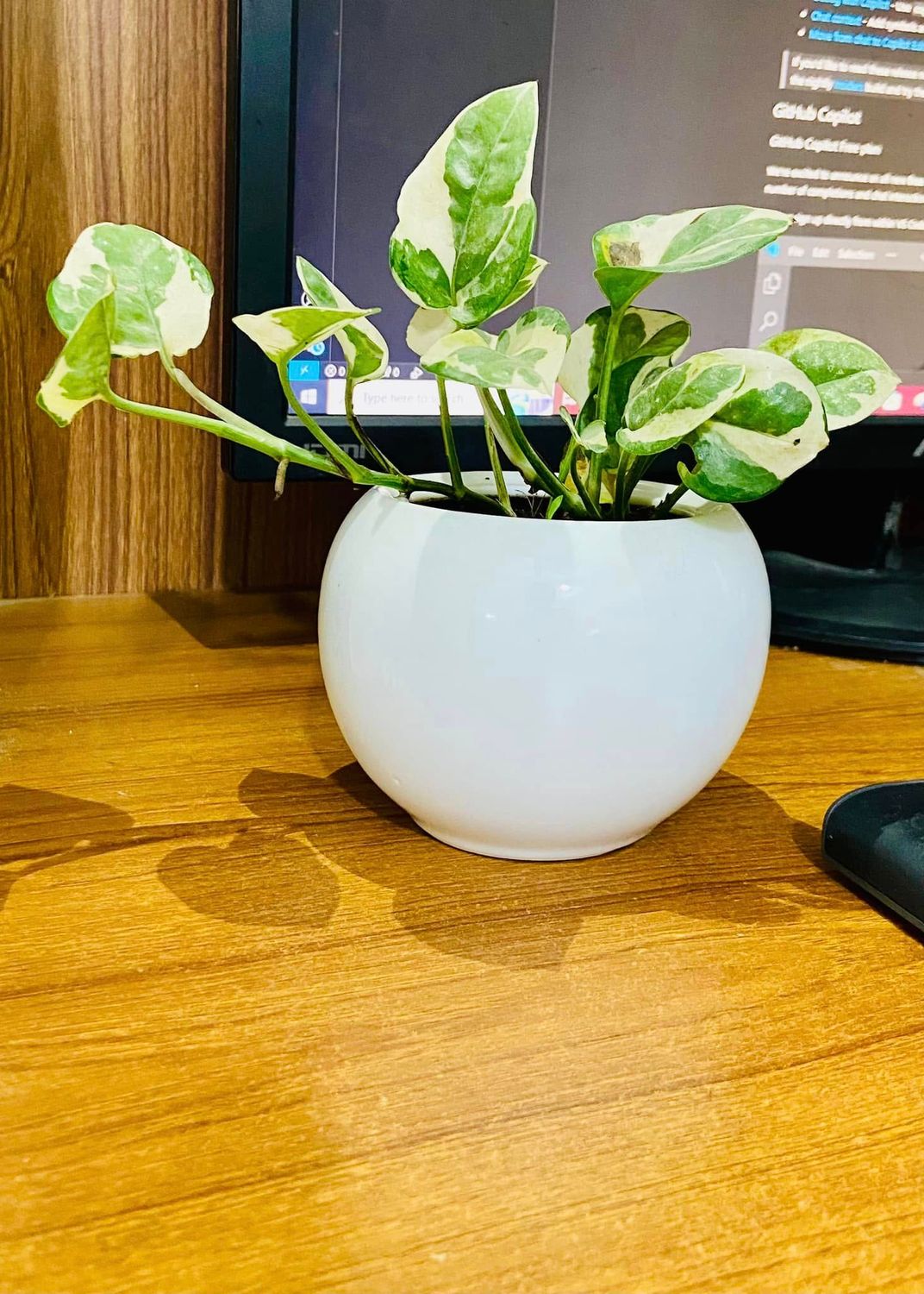 Njoy Pothos With Round  Ciramic Planter
