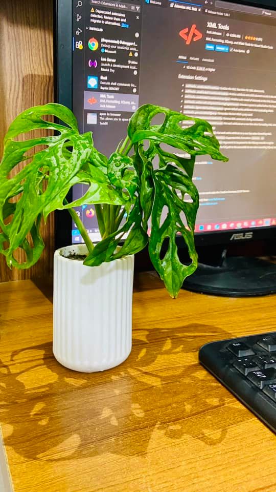 Monstera Swiss With Ciramic Planter