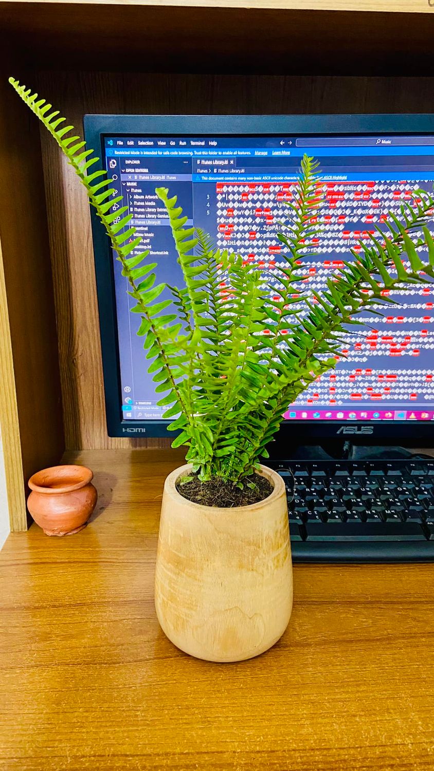Boston Fern
