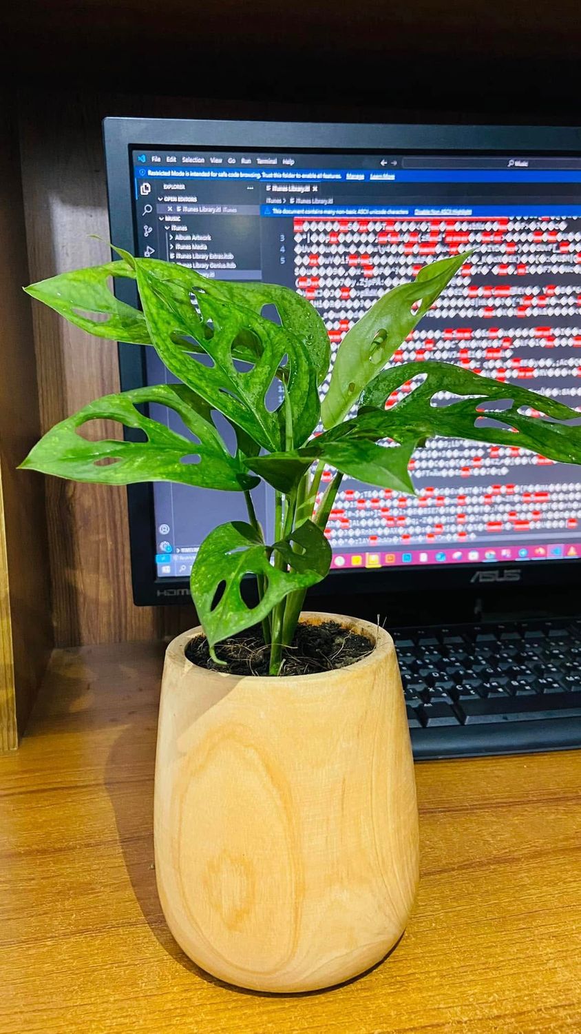 Monstera With Wood Pot