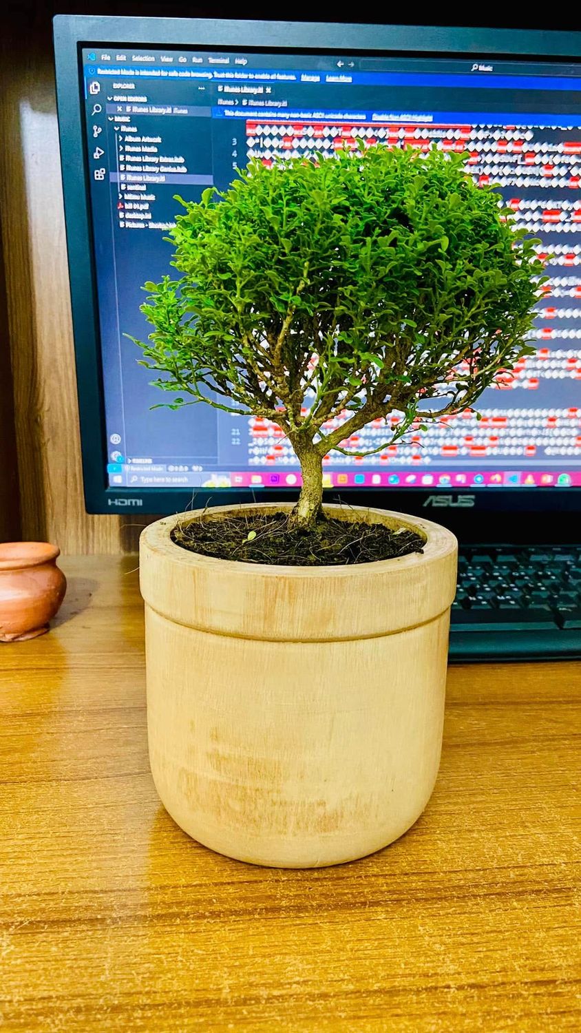 Kamini Bonsai with wood pot