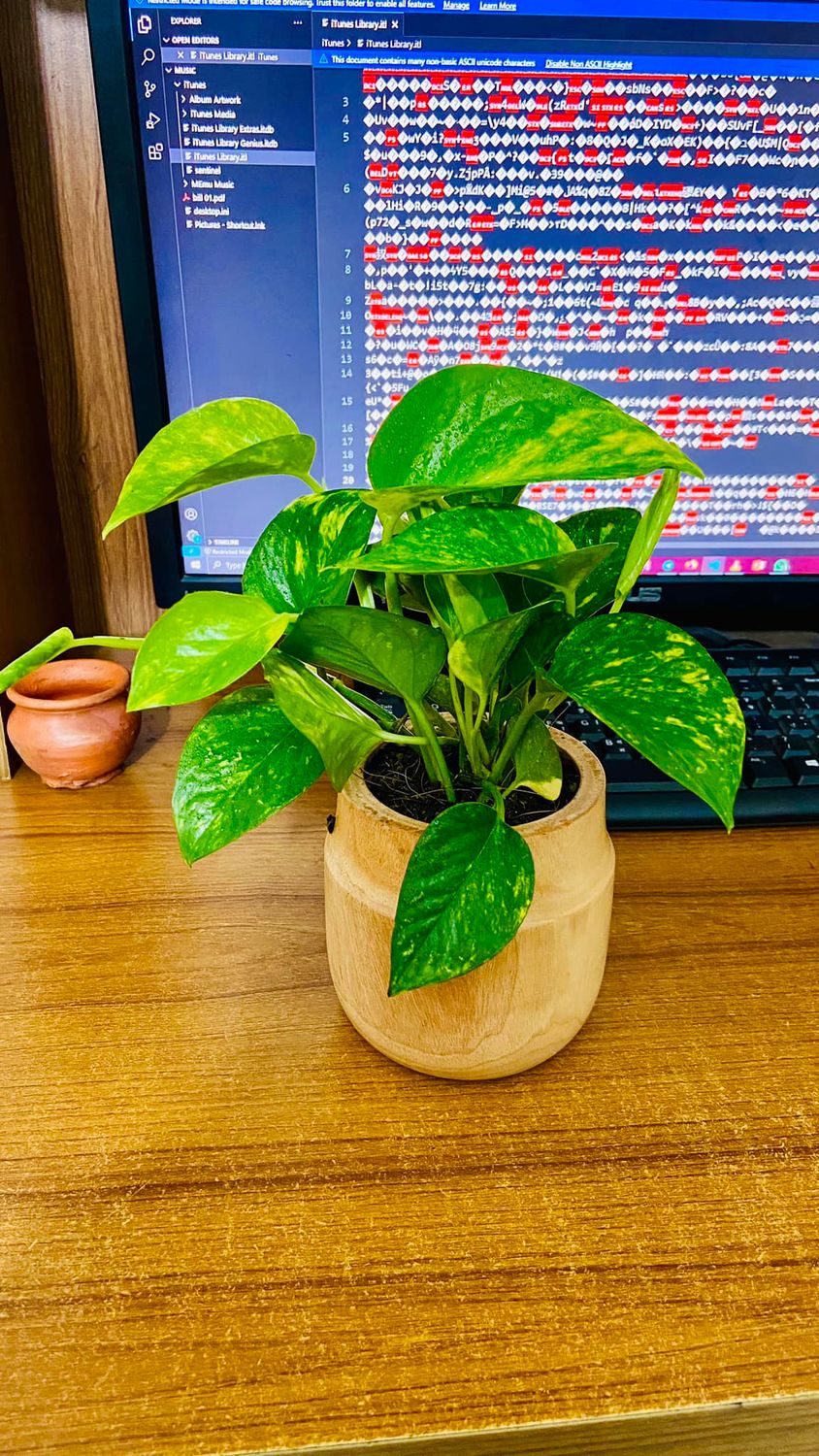 Money Plant With Wood Pot