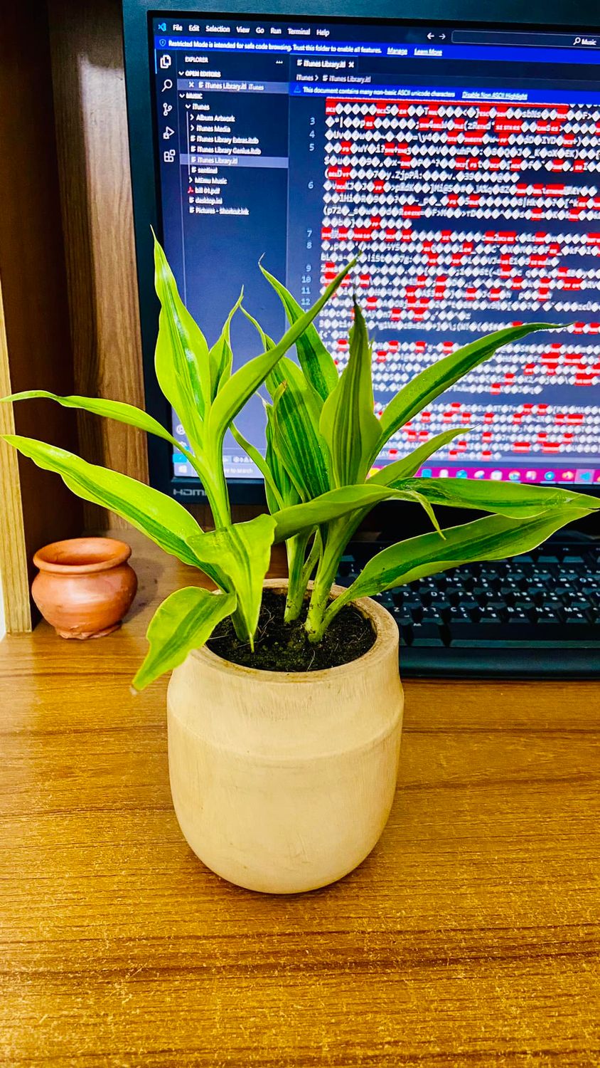 Lucky Bamboo With Wood Pot