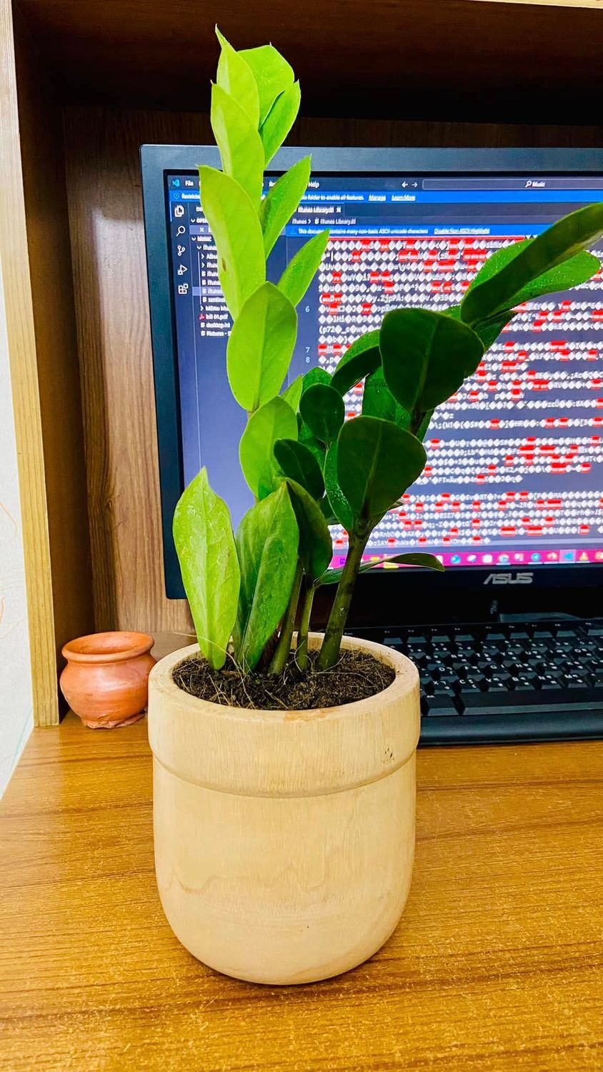 ZZ Plant With Wood Pot