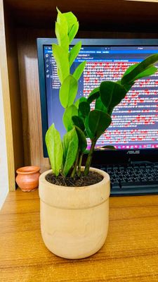 ZZ Plant With Wood Pot