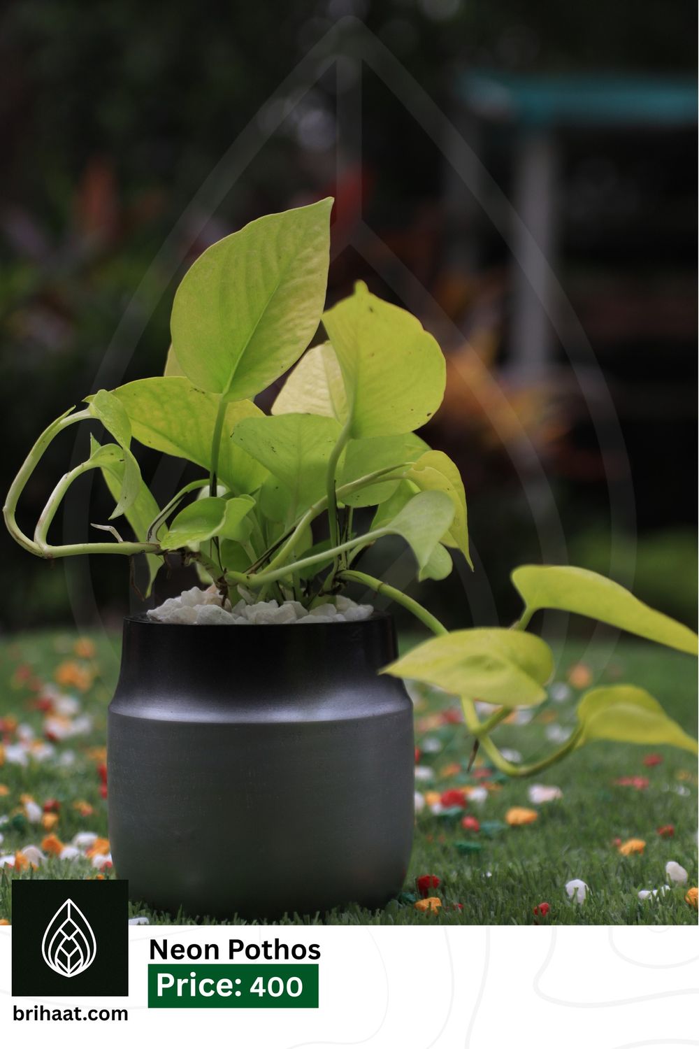Neon Pothos with Black  Gray Wood pot