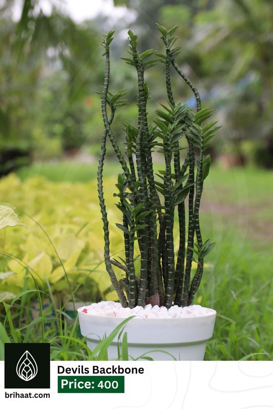 Plants