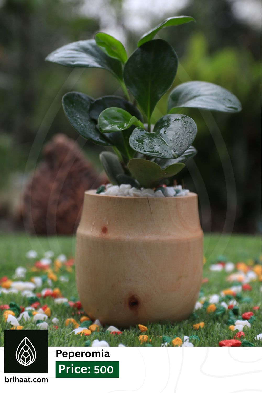 Peperomia  With Wood Pot