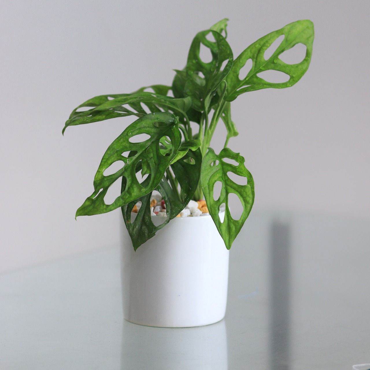 Monstera Swiss With Ciramic Planter