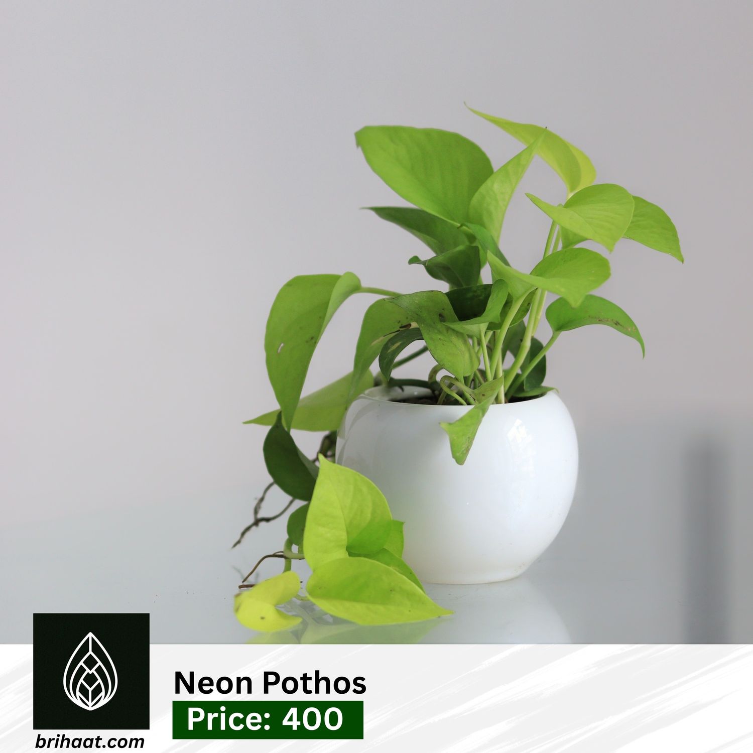 Neon Pothos With Round Ciramic