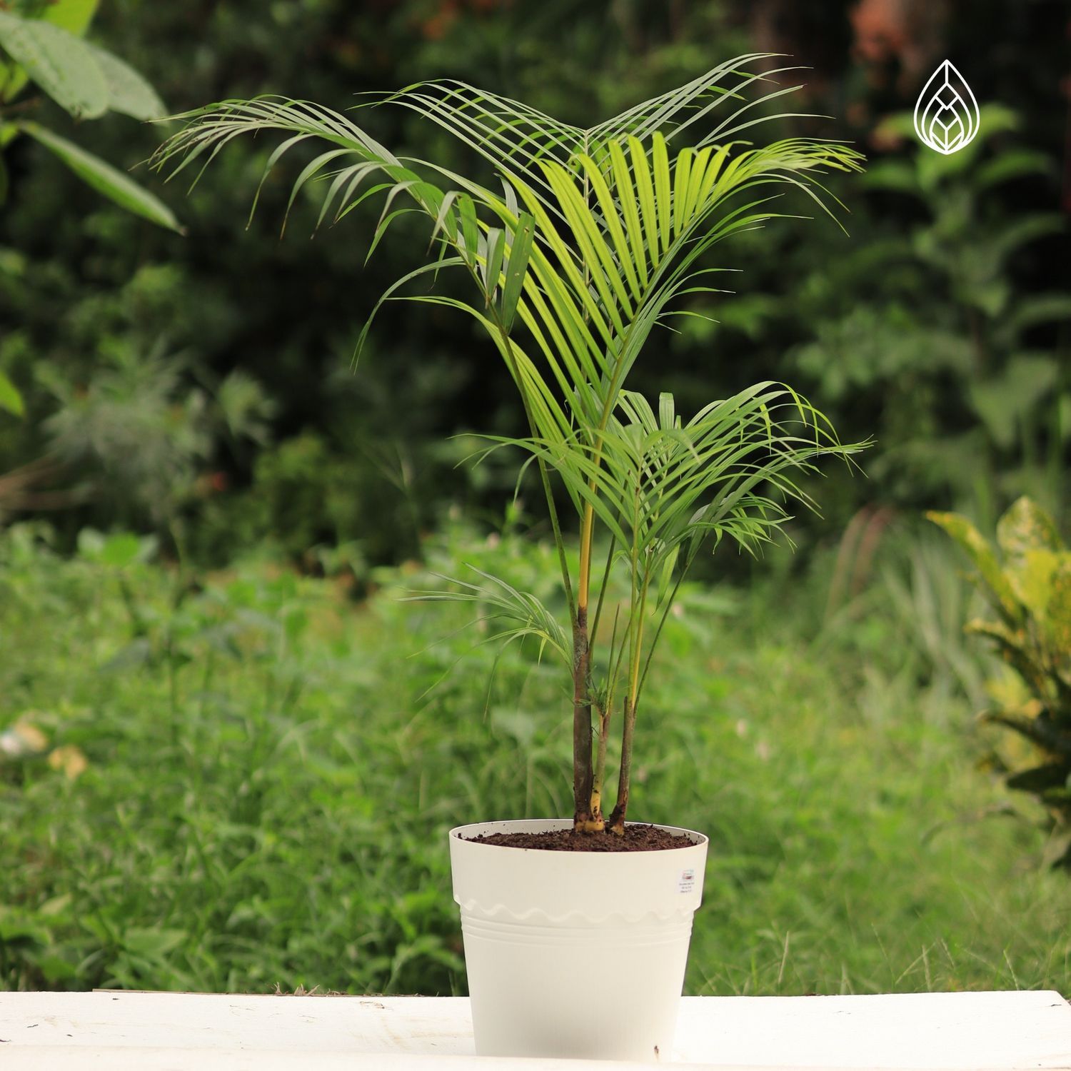 Areca Palm (around 3 feet) with 8 inches white pot