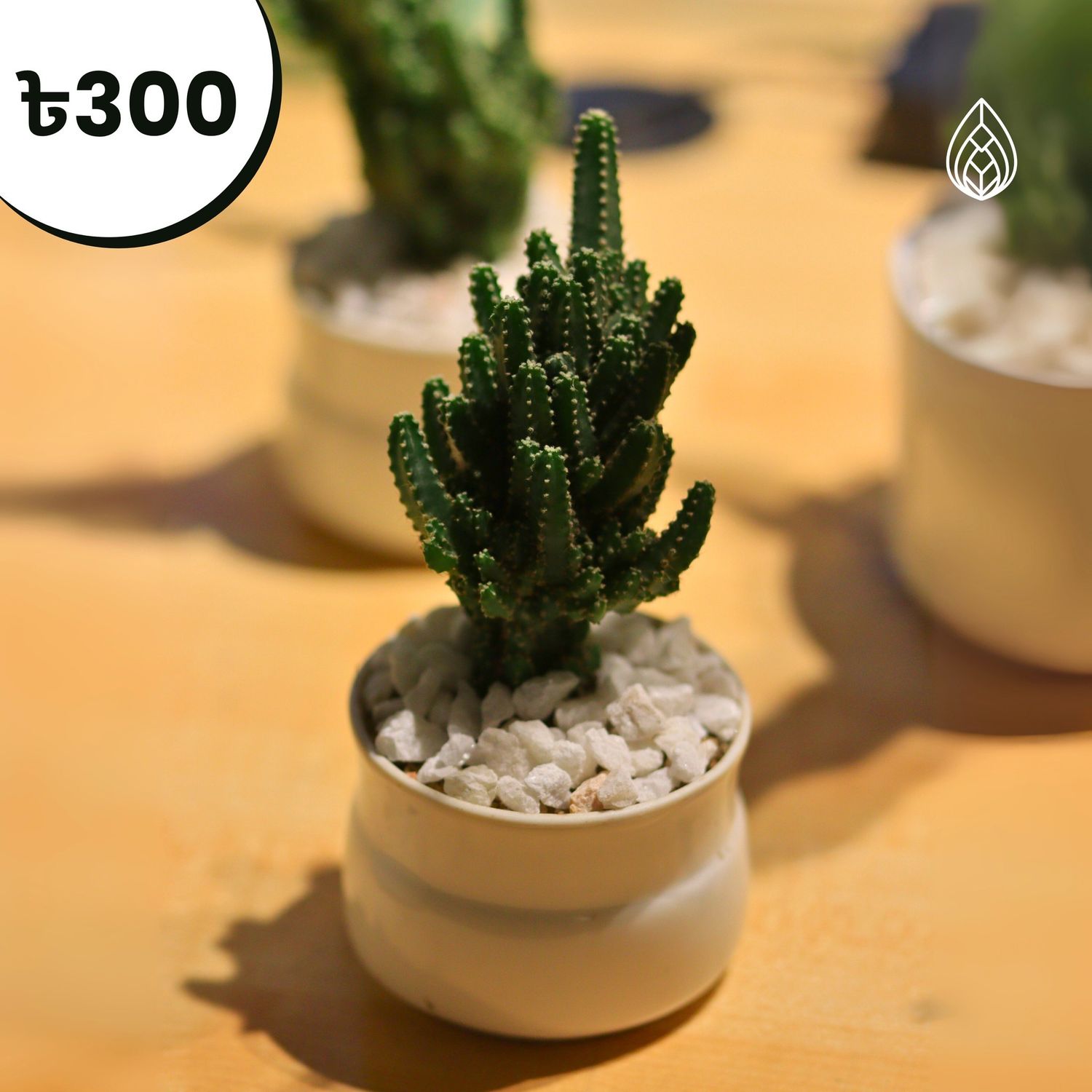 Castle Cactus With Ciramic pot