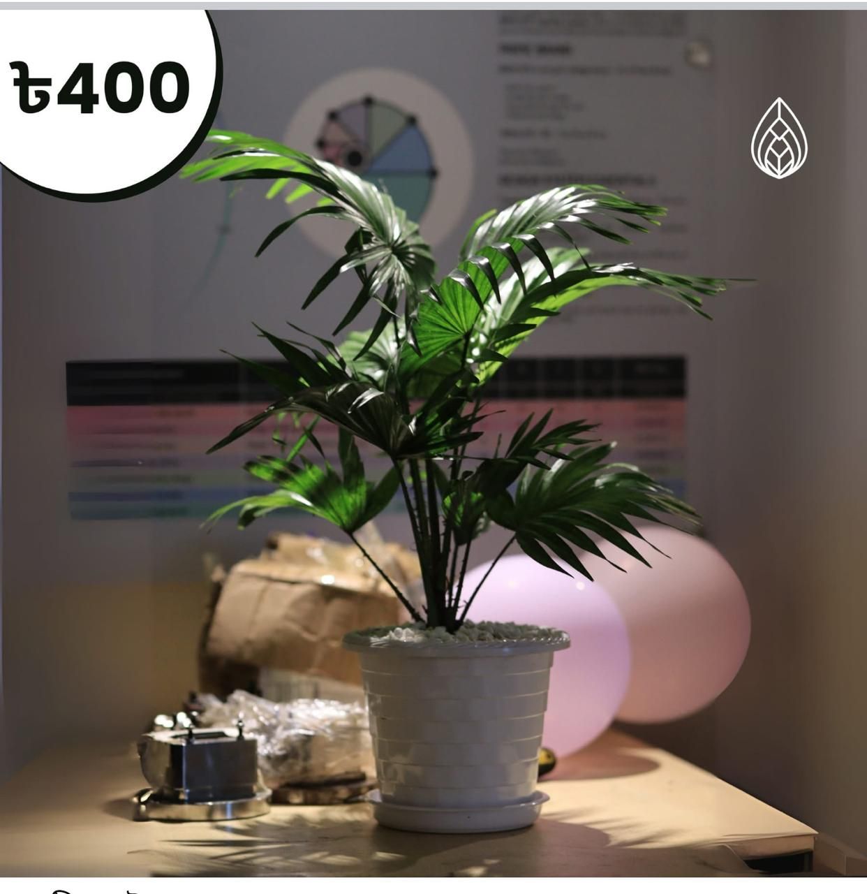Tal Palm with white plastic pot and tray