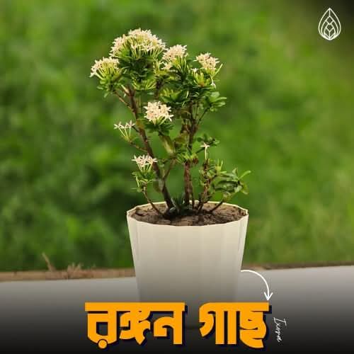 Rongon Plant