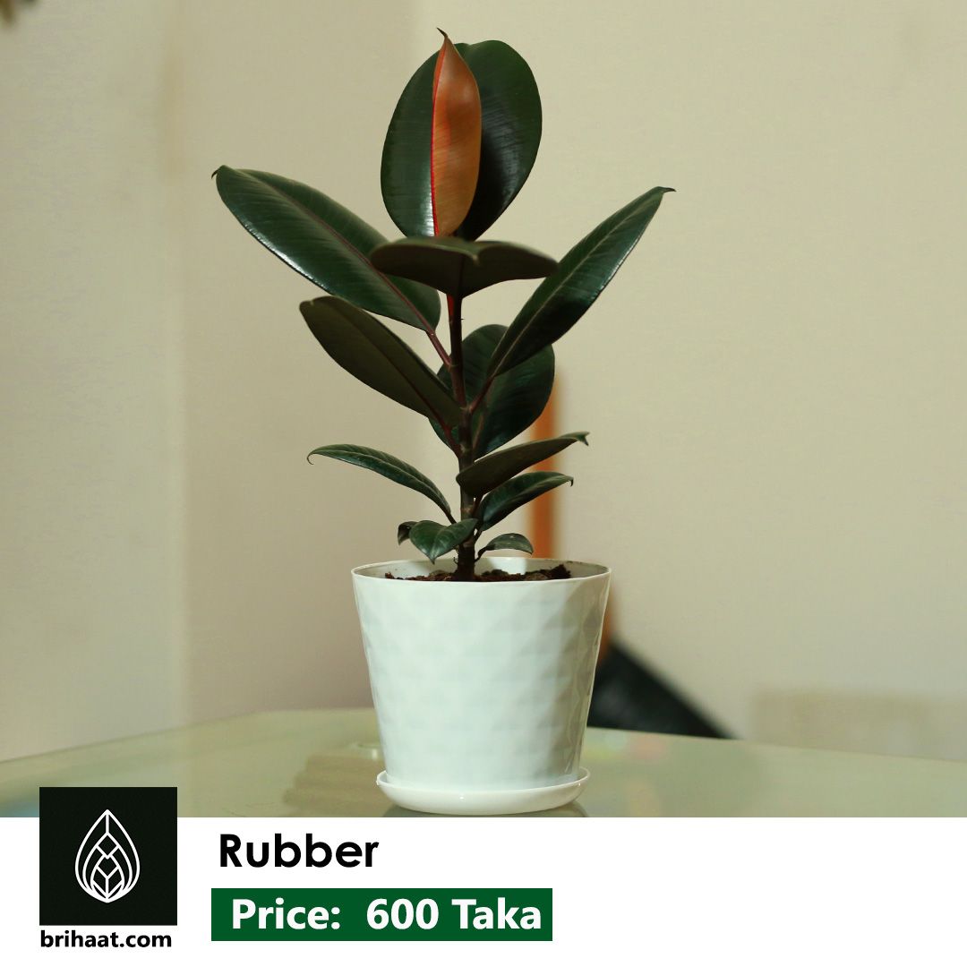 Rubber