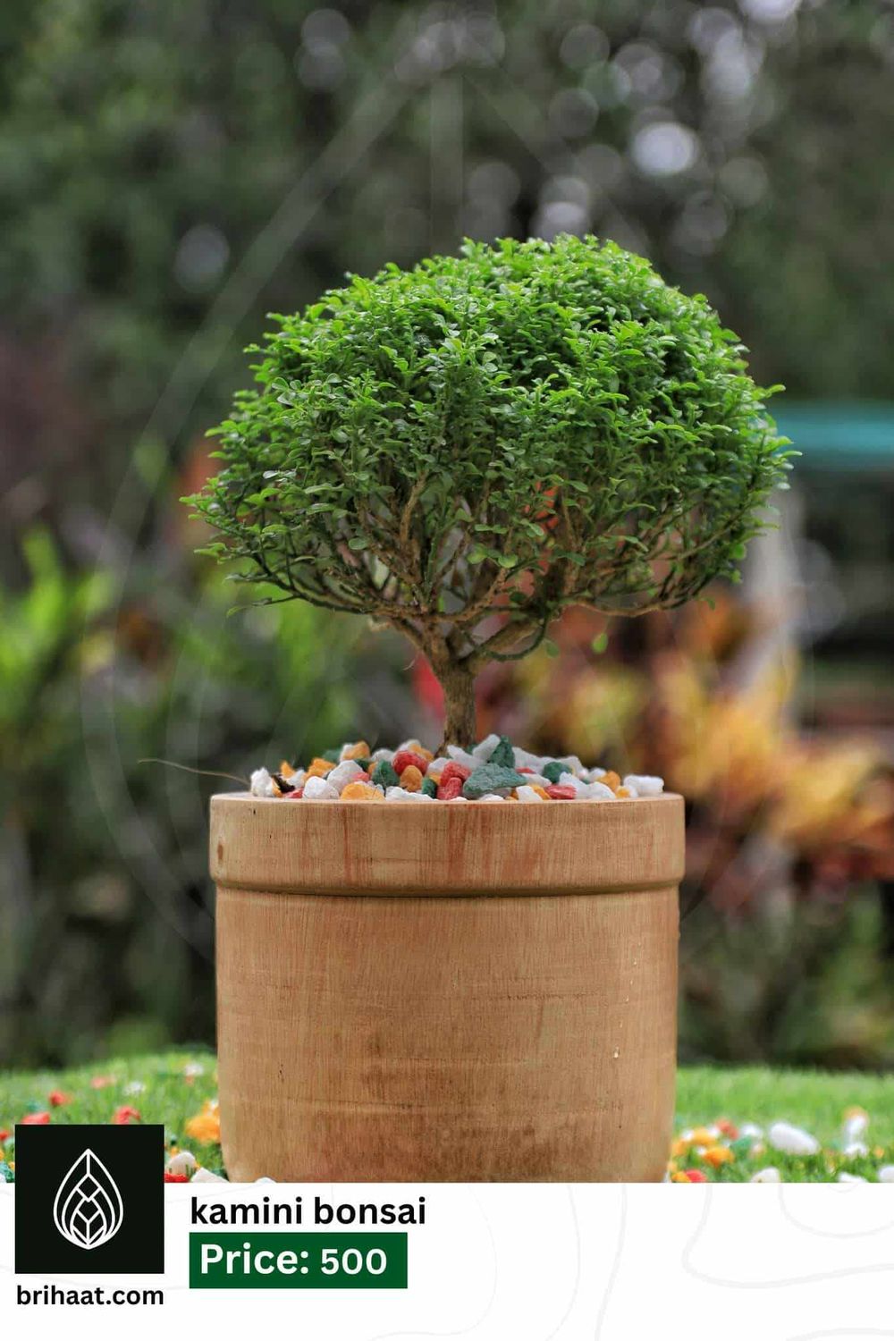 Kamini Bonsai