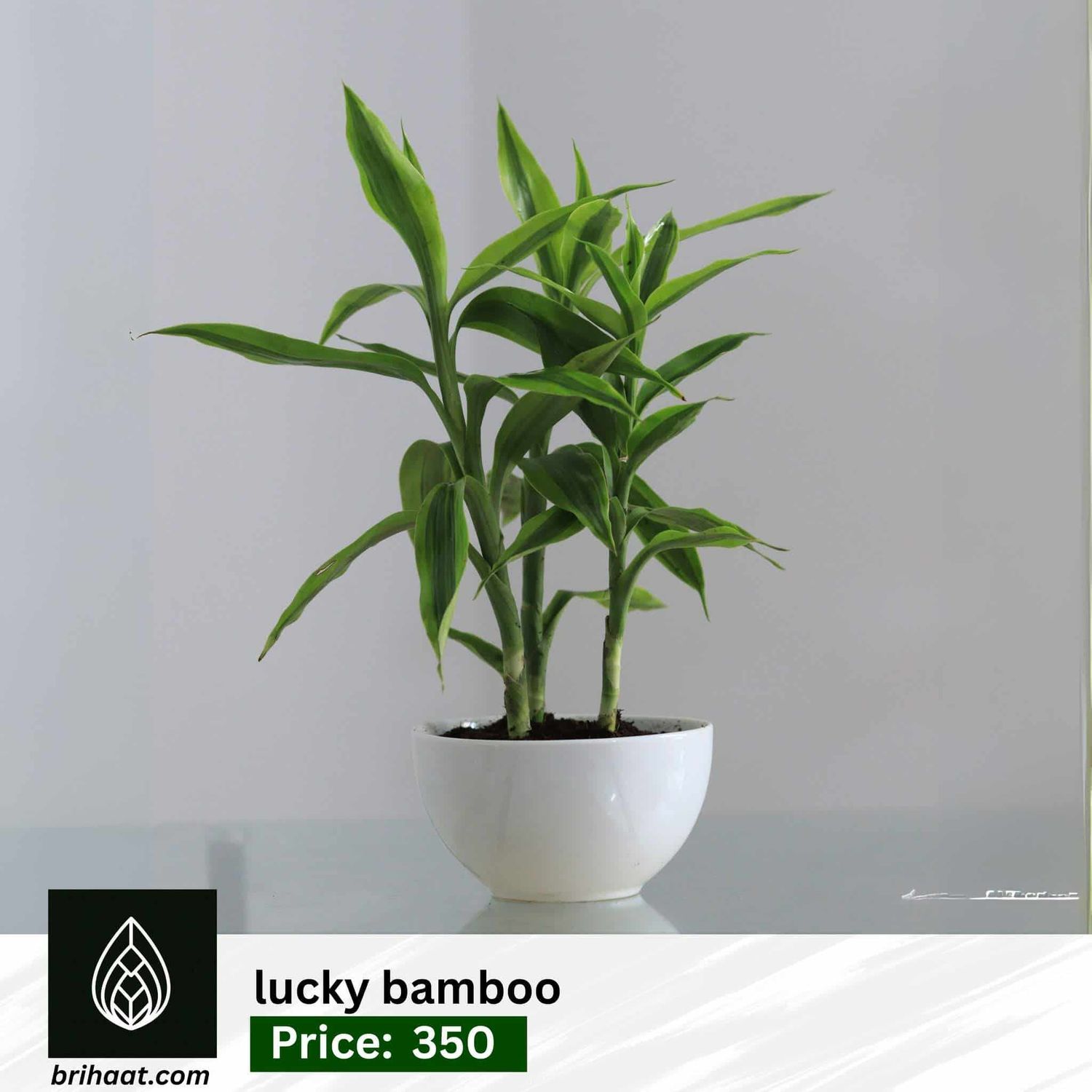 Lucky bamboo