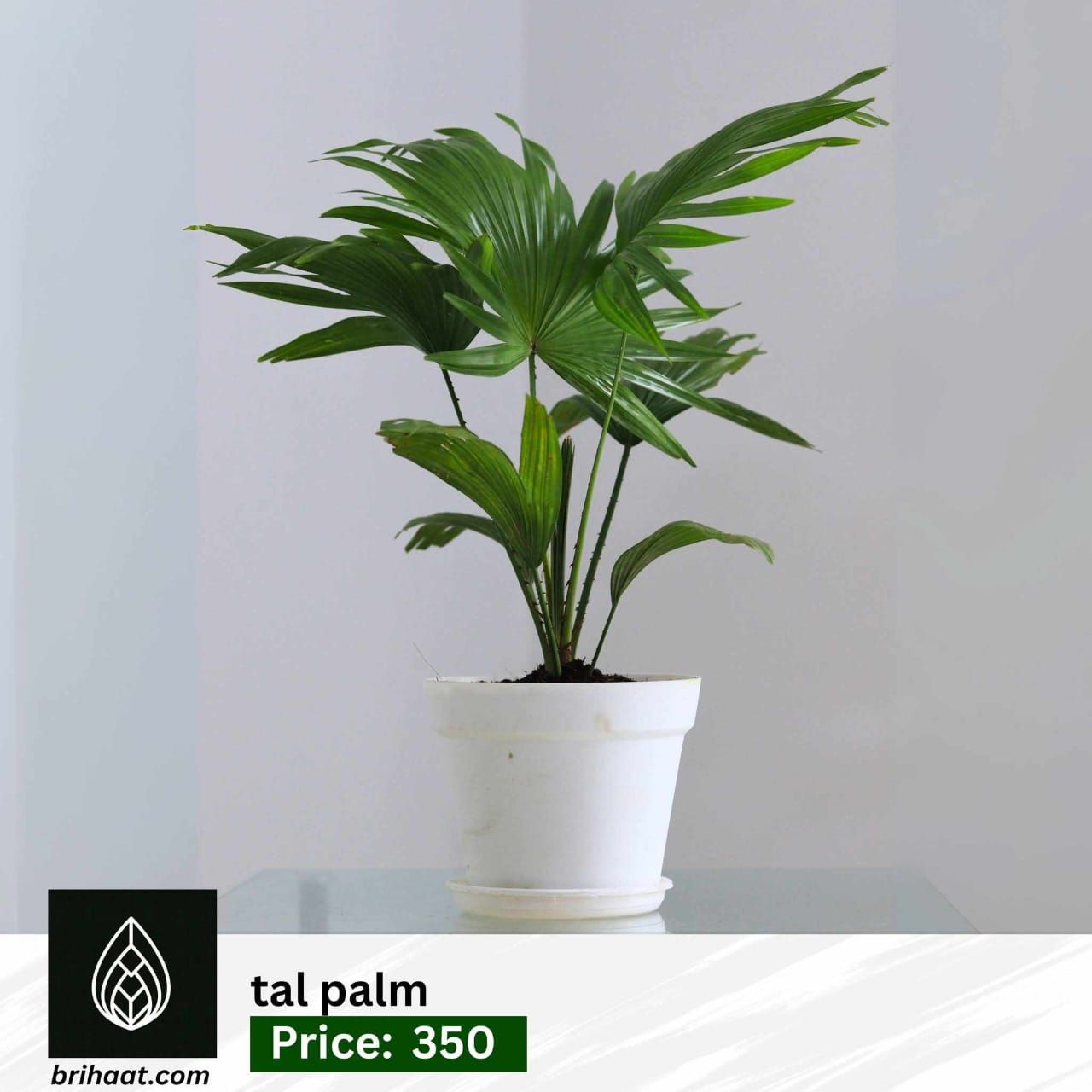 Tal palm