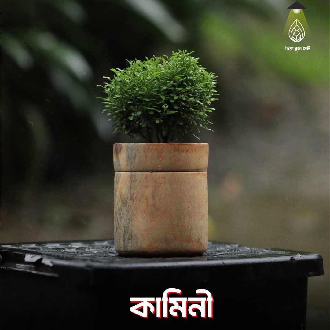 Kamini bonsai