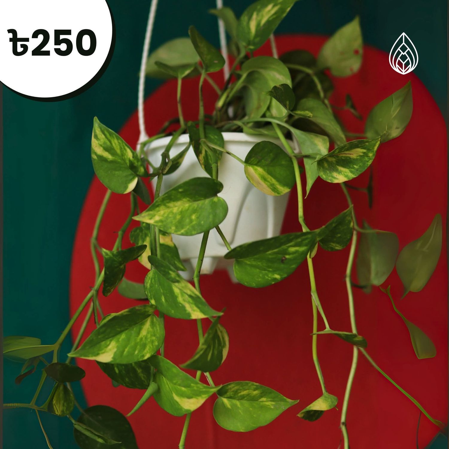 Money plant