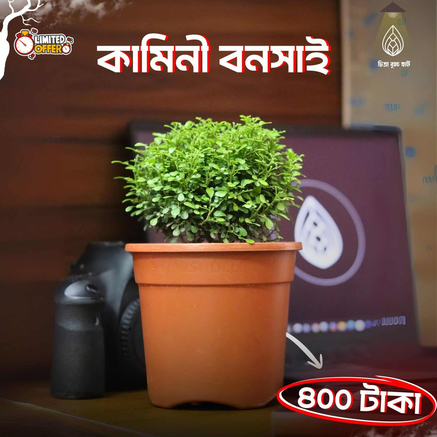 Kamini bonsai