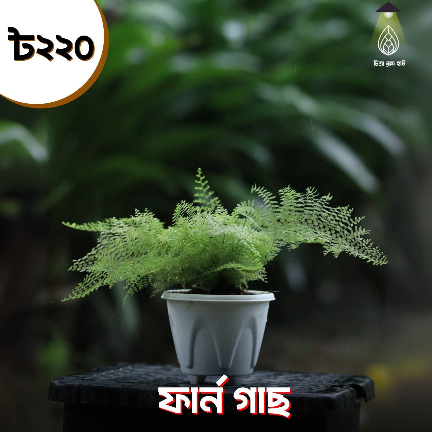 Fern