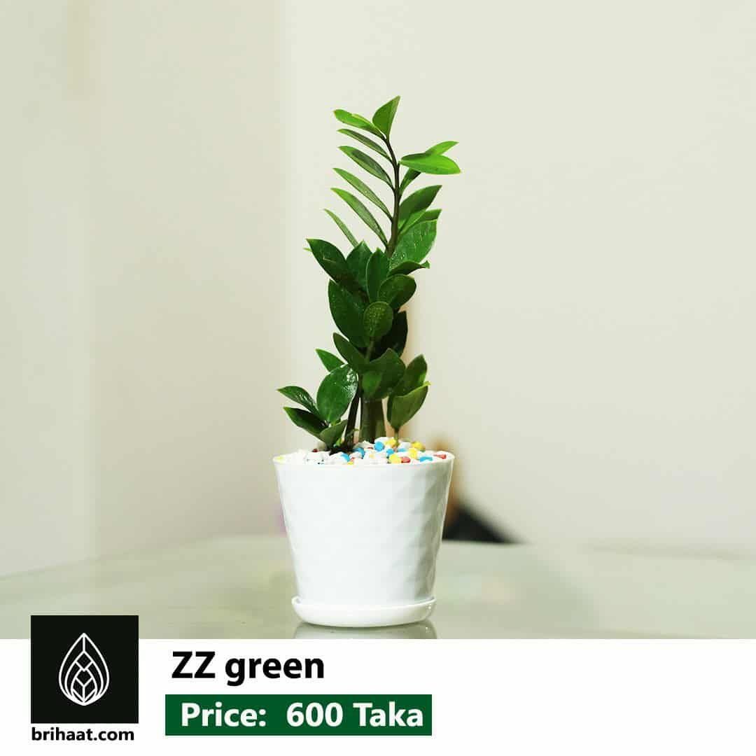 Zz green