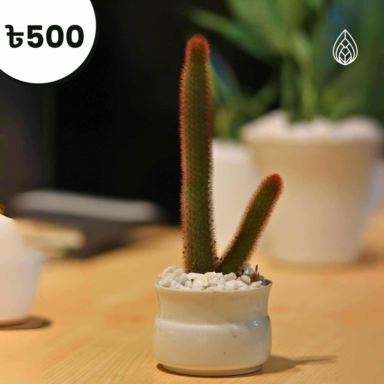 Cactus