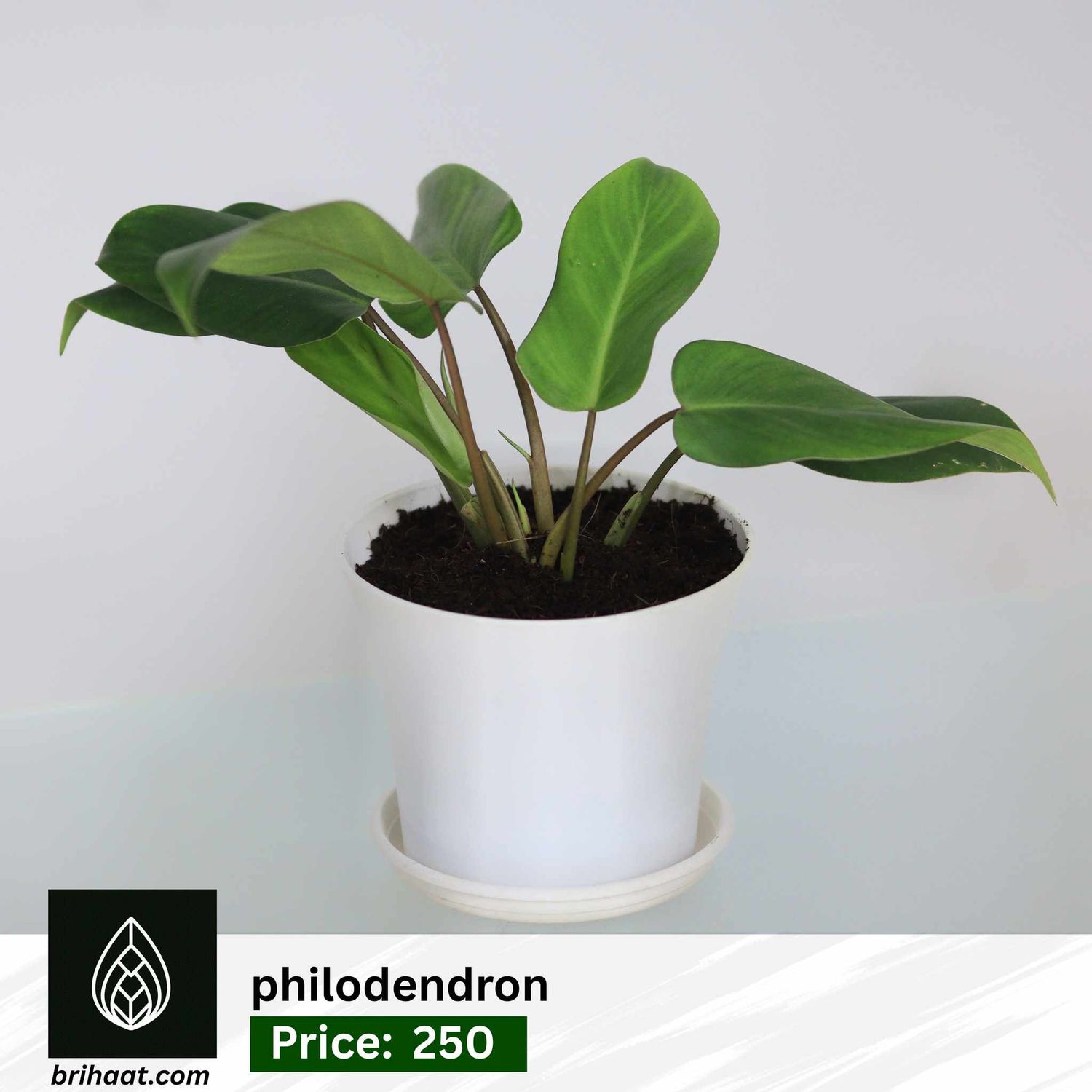 Philodendron