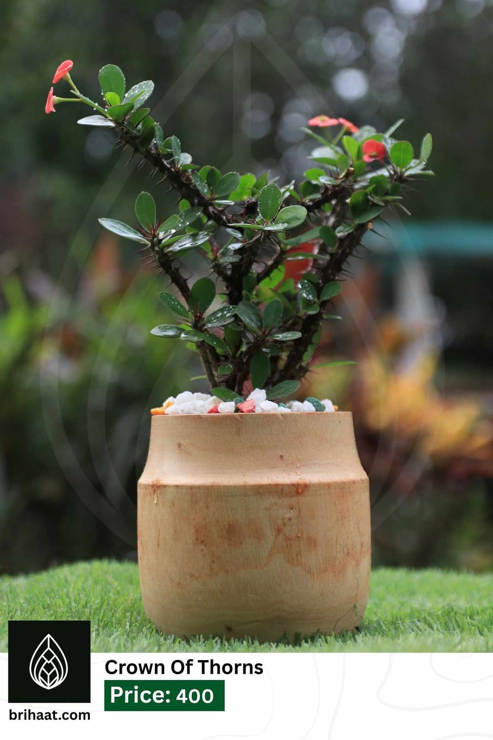 Crown of thorns