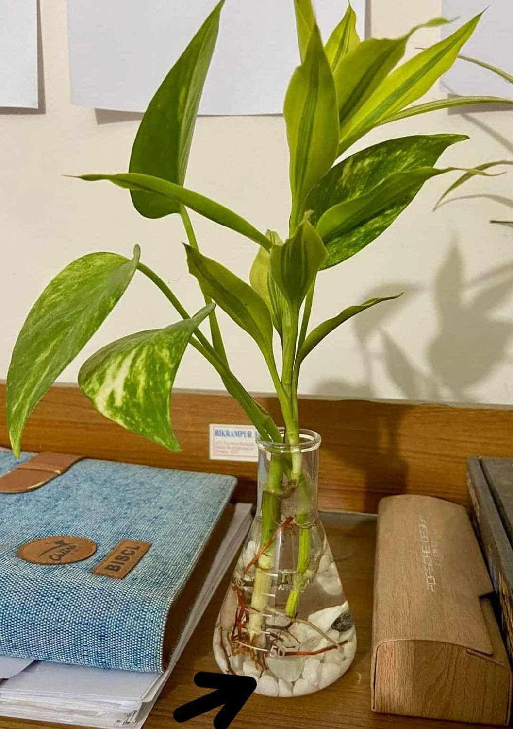 Tube plants