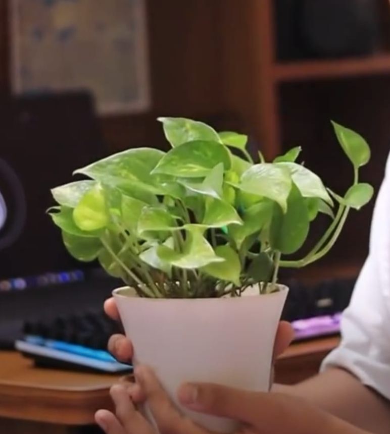 Money plant