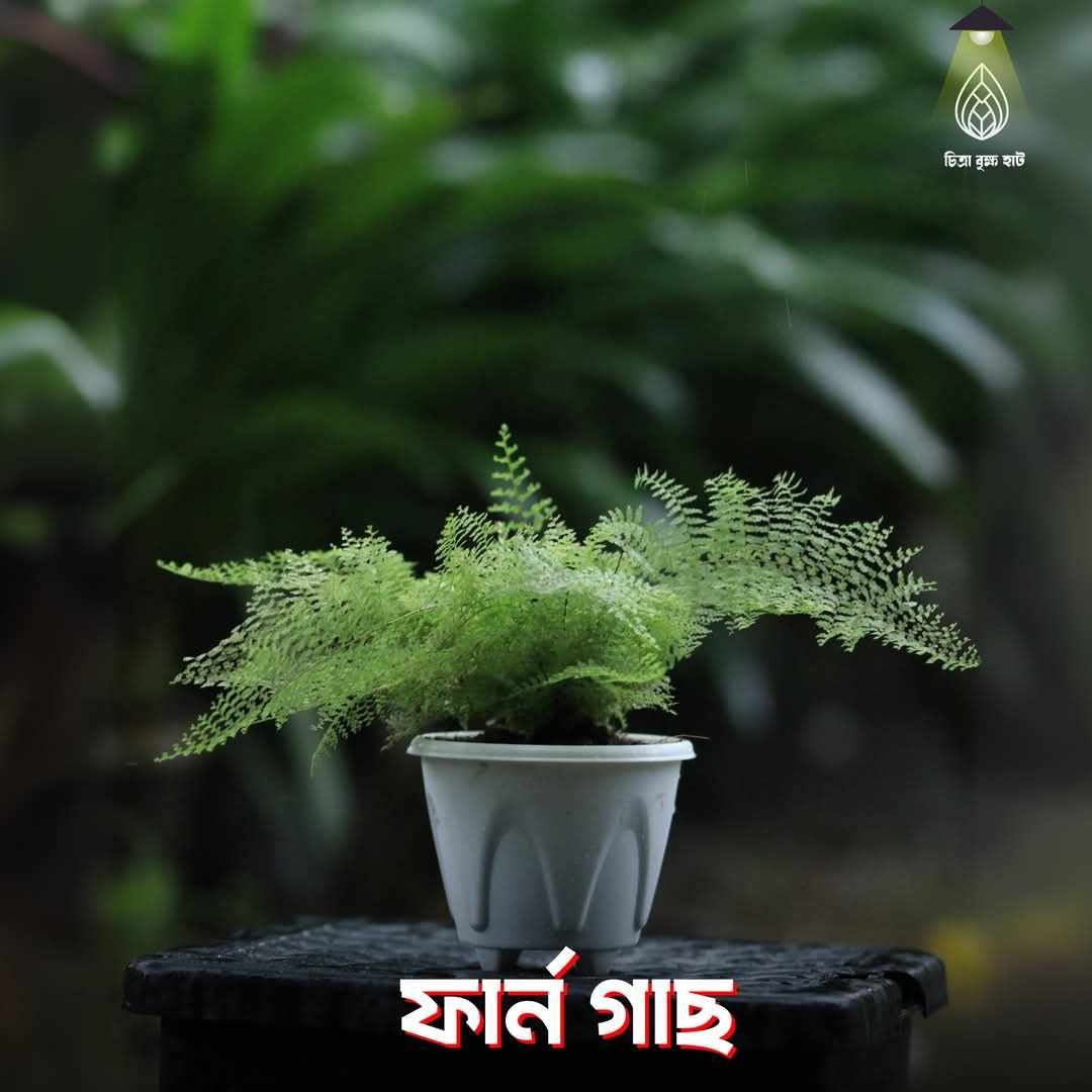 Fern