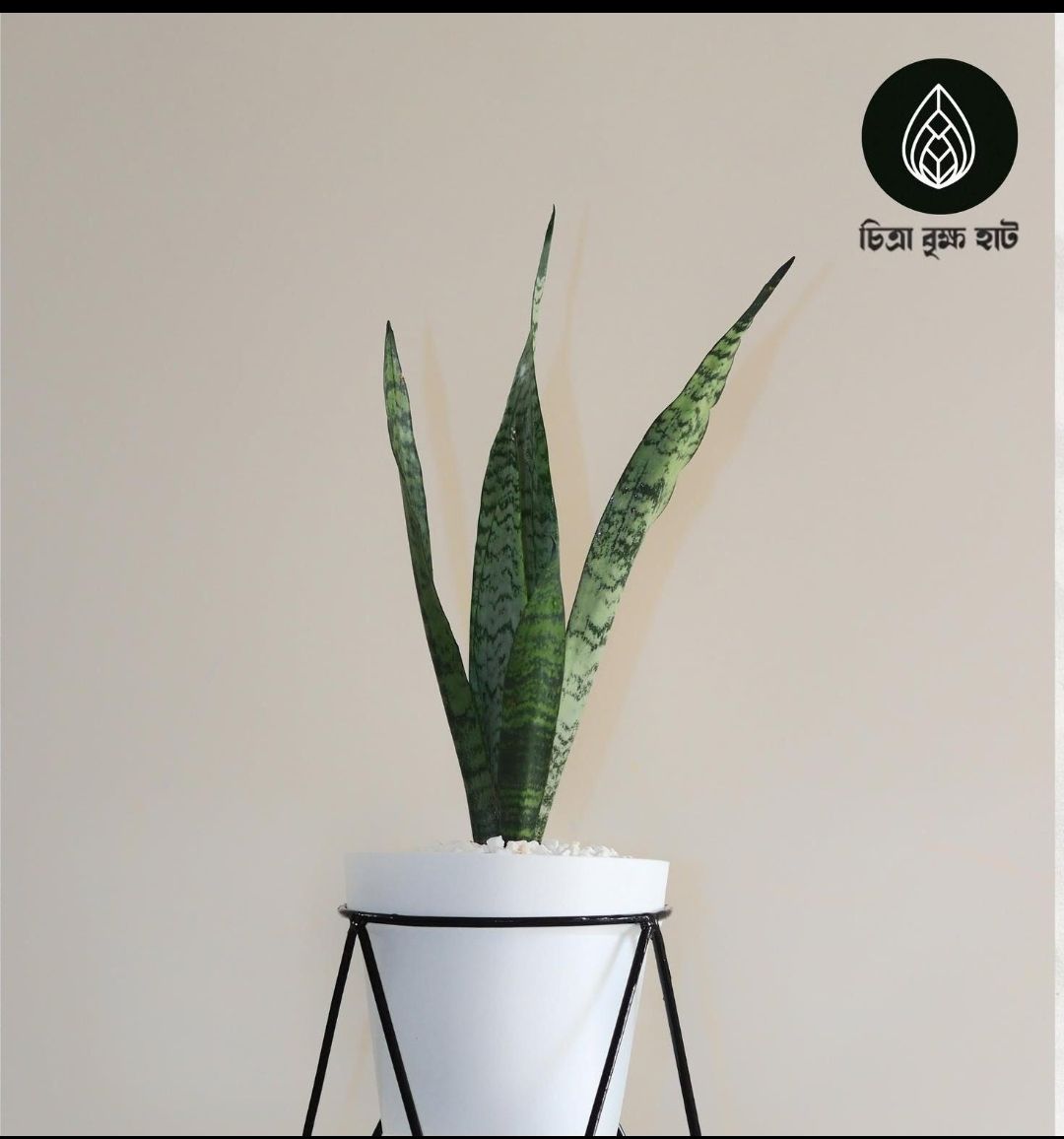 snake plant