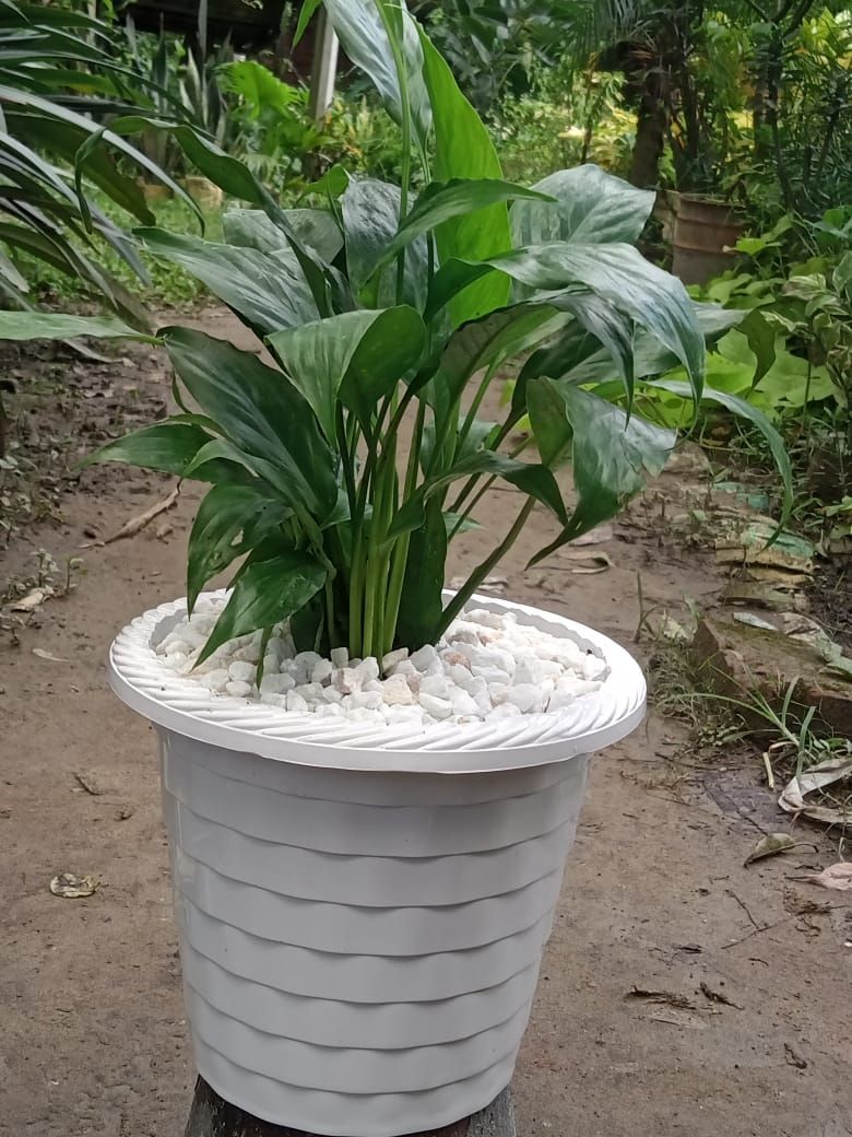 Peace lily