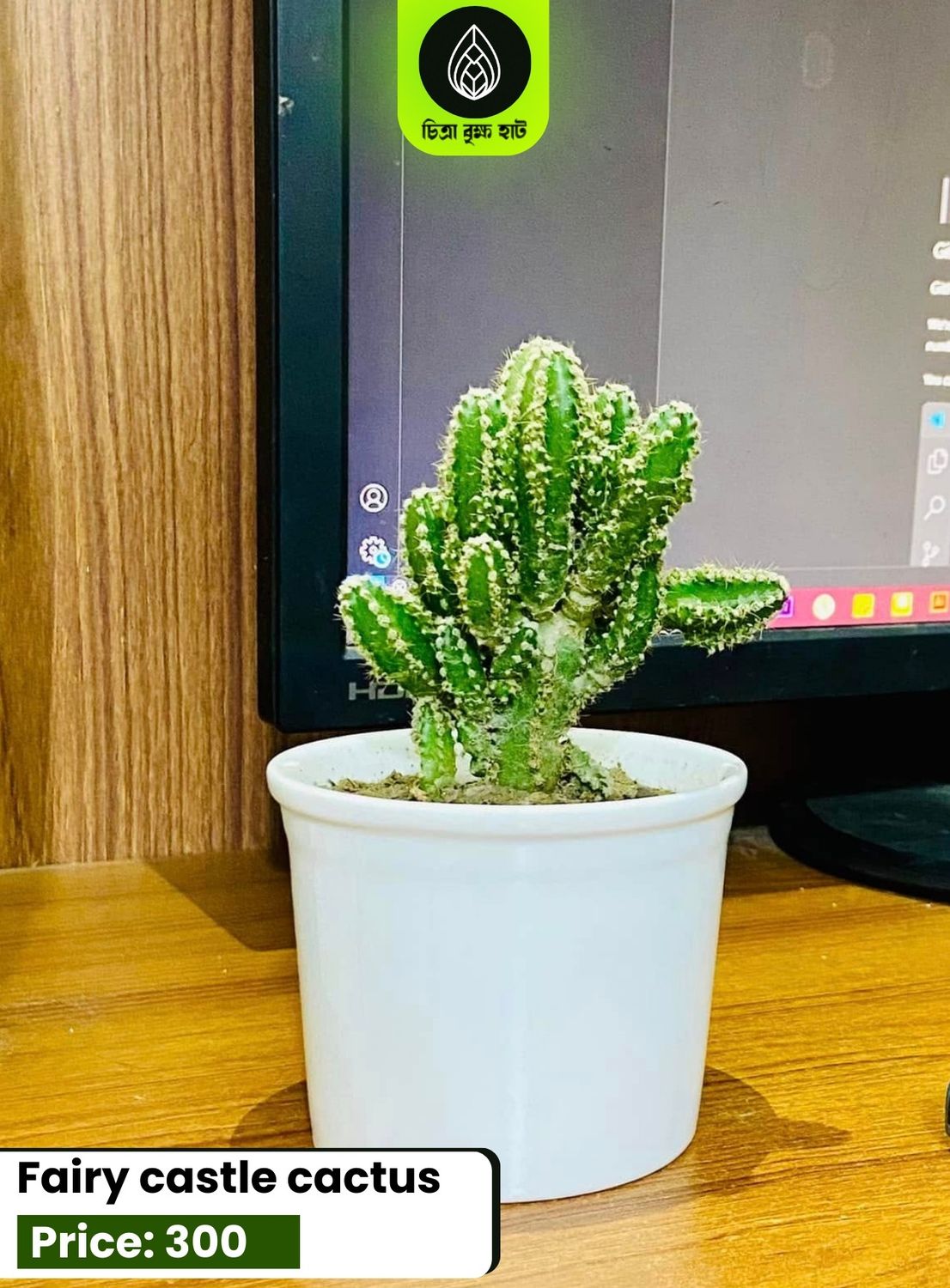 Fairy castle cactus
