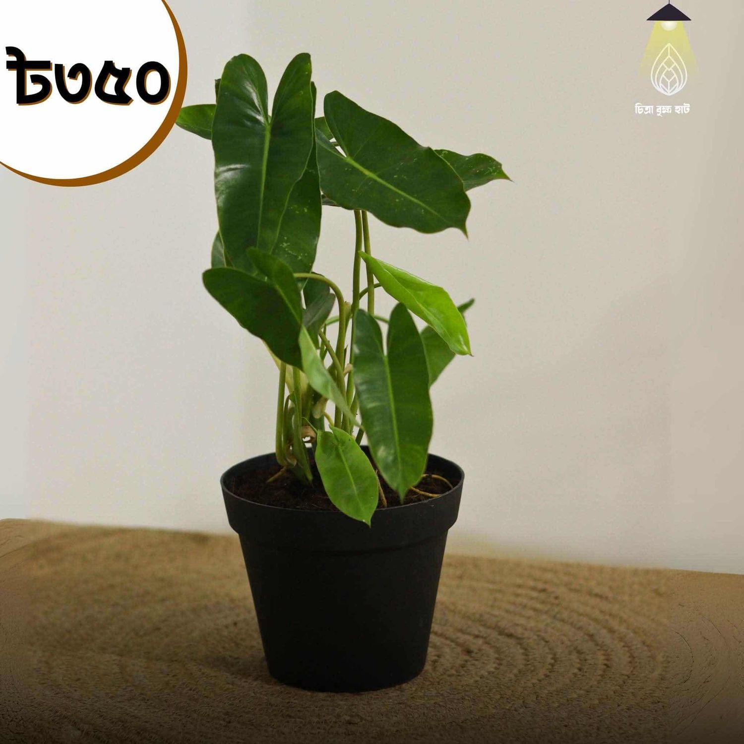 Philodendron (সাদা টবে)