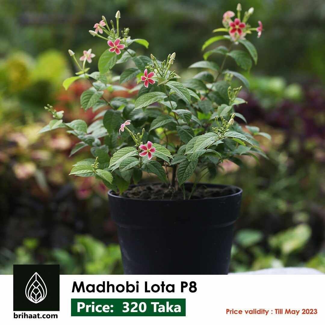 Madhobilota