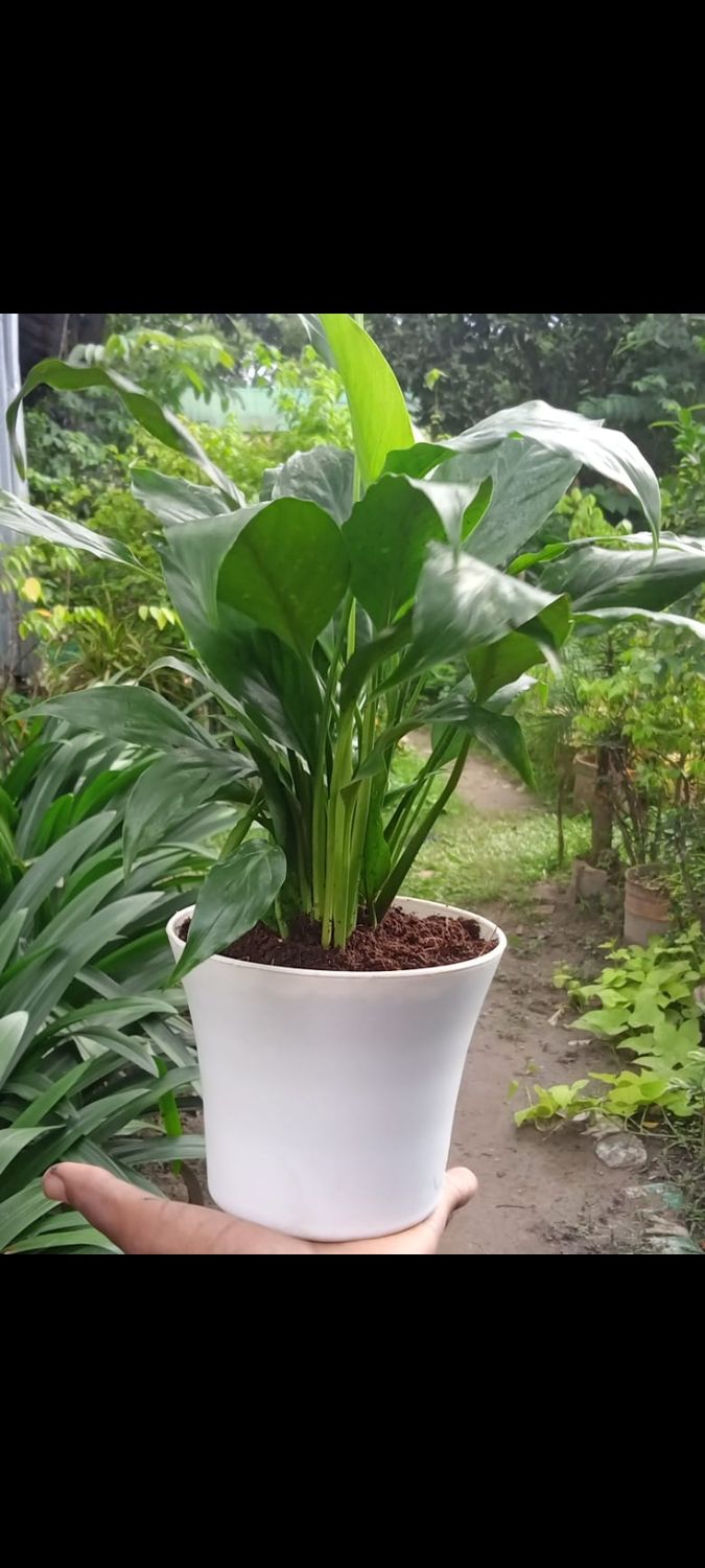 Peace lily