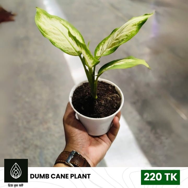 Dumb cane