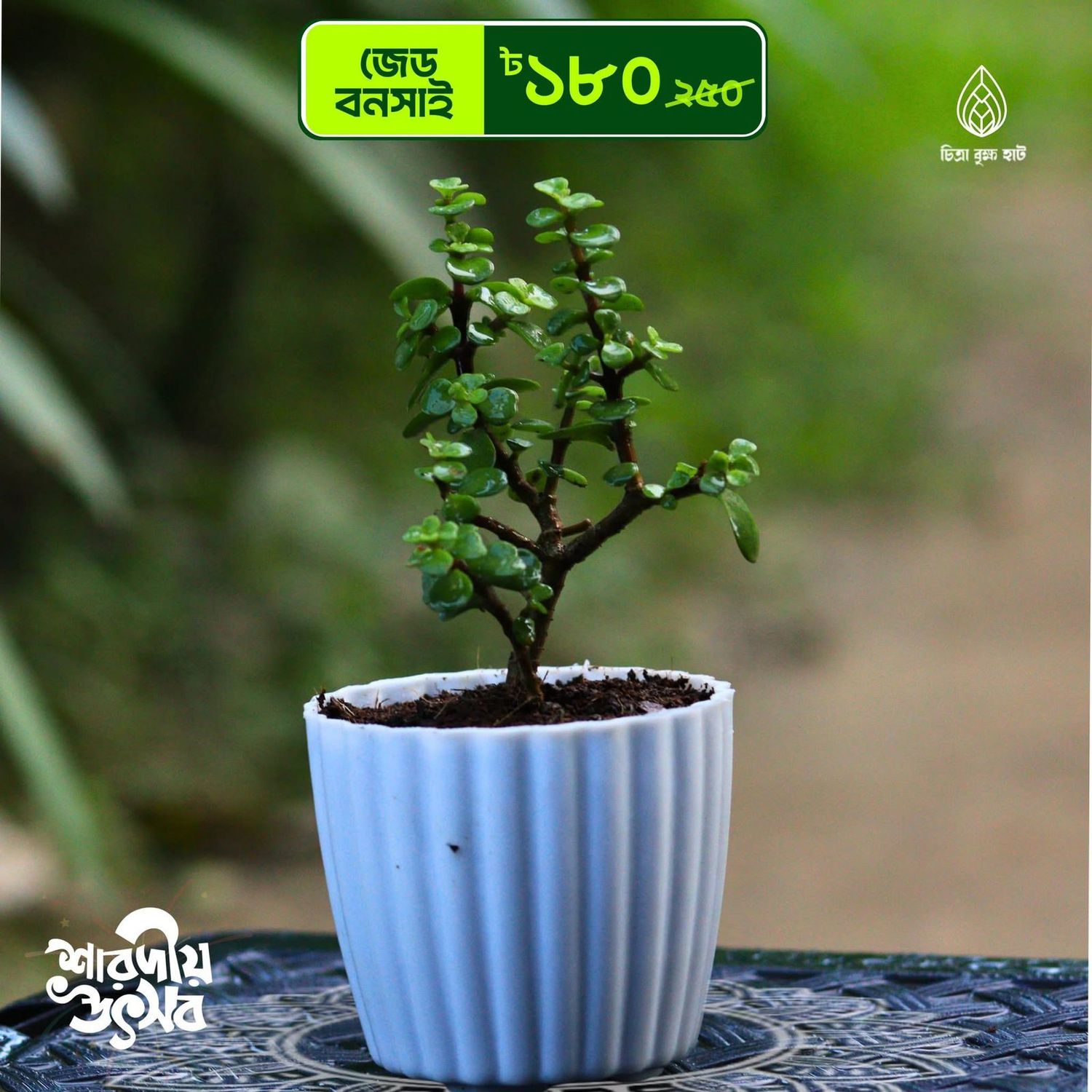 Z bonsai